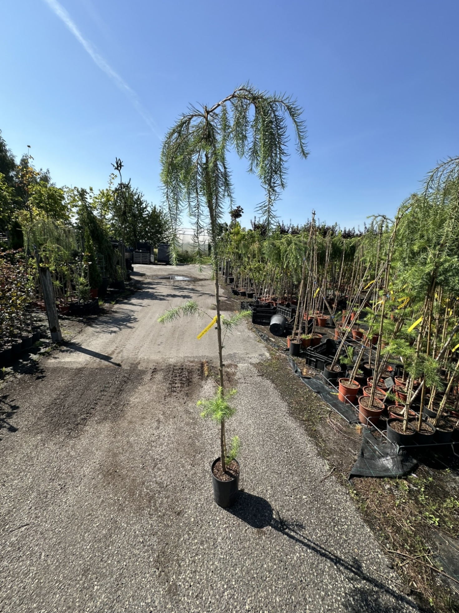 Лиственница кемпфера Стиф Випер штамб